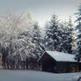 Forest Hut