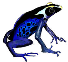 Powder Blue posion dart frog