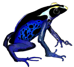 Powder Blue posion dart frog