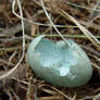 Stock: Broken Eggshell 1