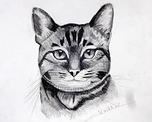 Quiet Gaze