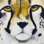 Focused Instinct