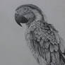Macaw - Pencil Drawing