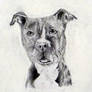 Quiet Strength - Pencil Dog Portrait