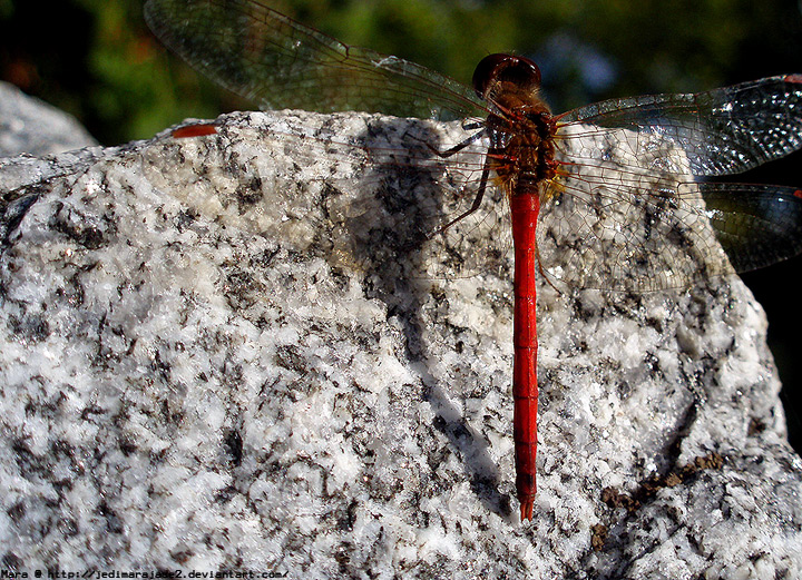 Dragonfly