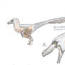 Velociraptor mongoliensis
