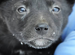 little black nose