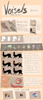 VOISEL | new species info sheet!