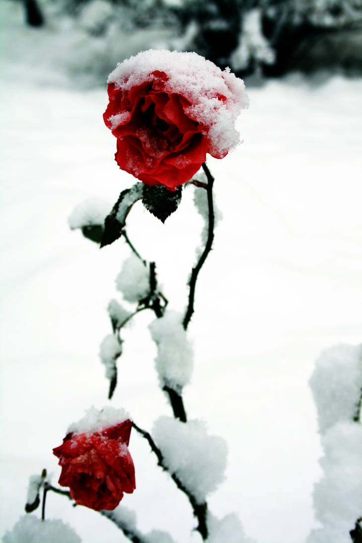 Snow Roses by kaitito on DeviantArt