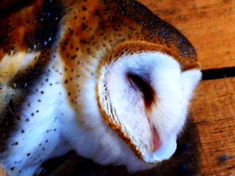 Barn Owl Close Up