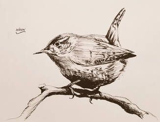 Wren