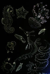 Deep sea creatures