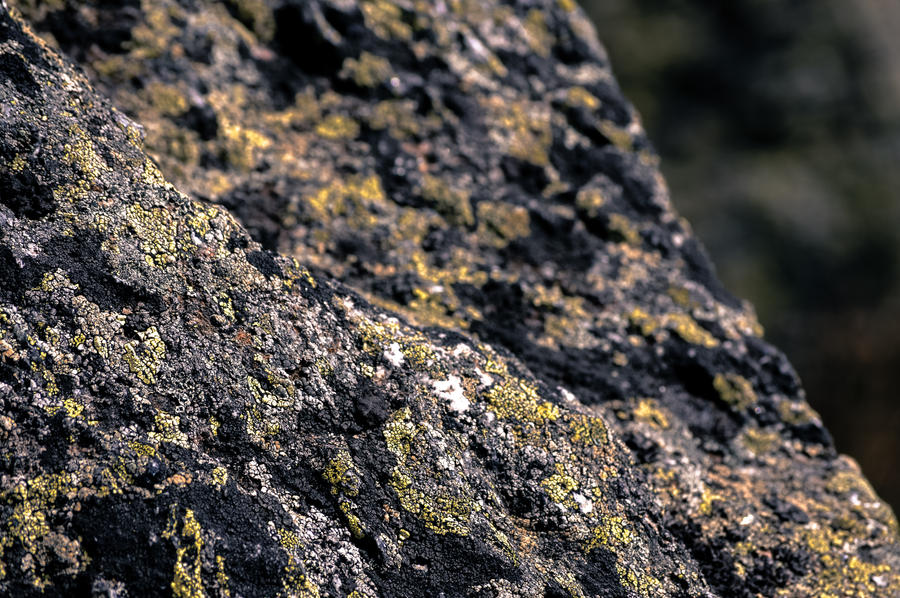 Alpine Lichen