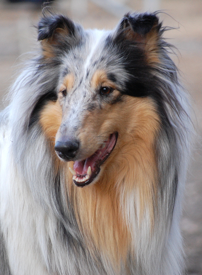 Finnish Collie