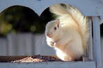 Albino Squirrel by sugartwins