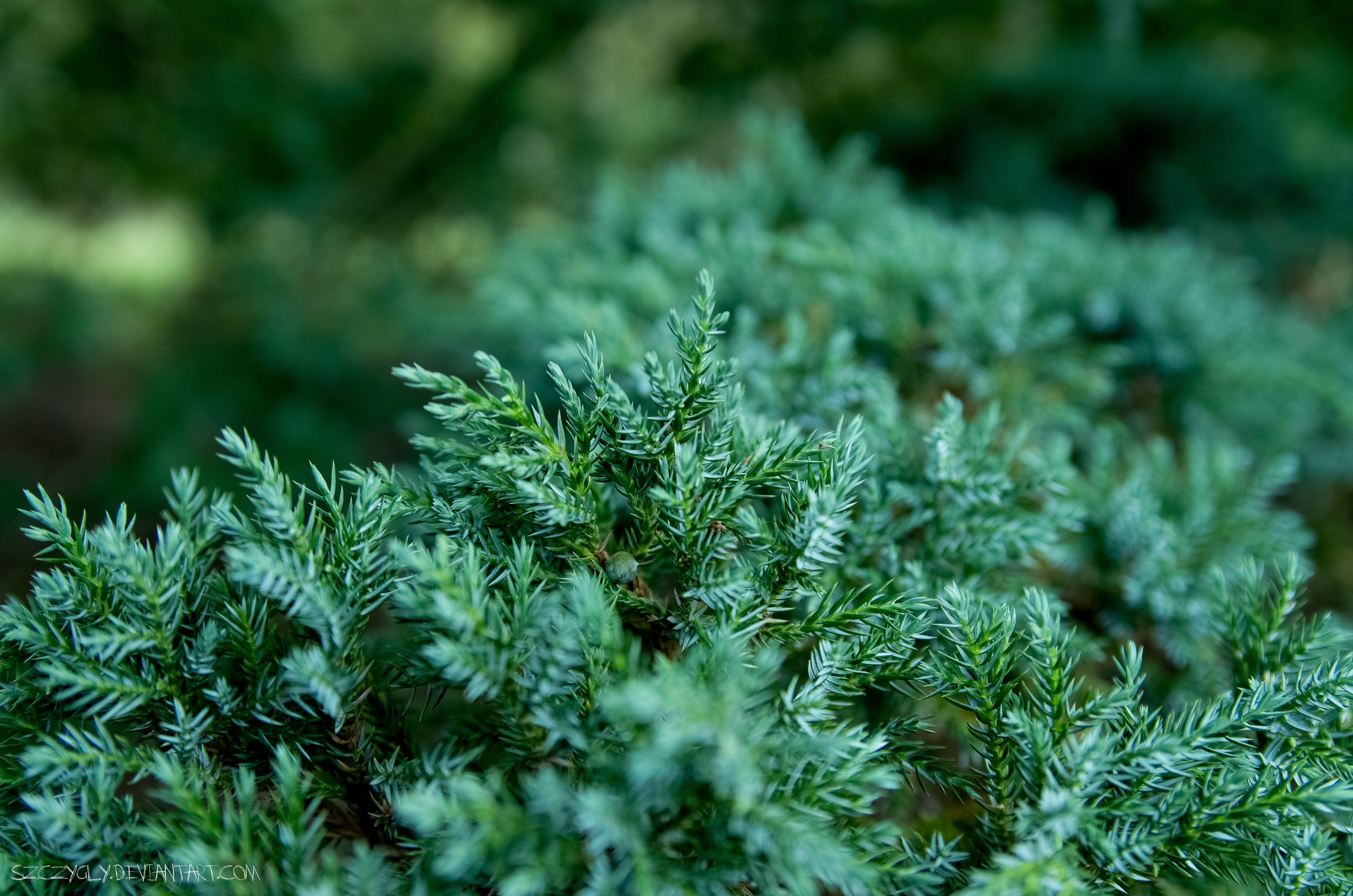 Juniper needles