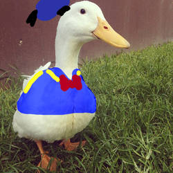 Donald Duck?