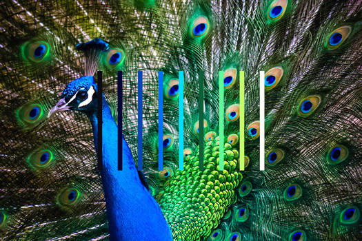 peacock (palette)