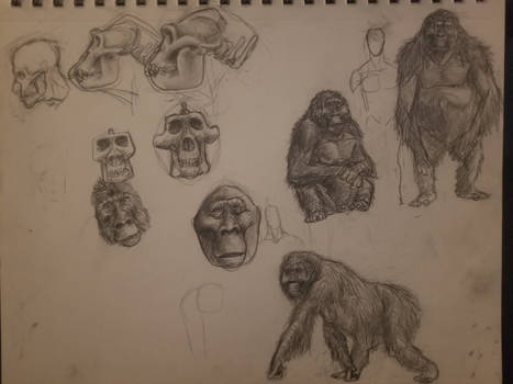 Gigantopithecus Sketches 