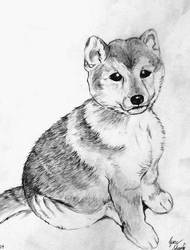 Shiba Inu