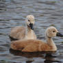 Mute Swan Cygnets