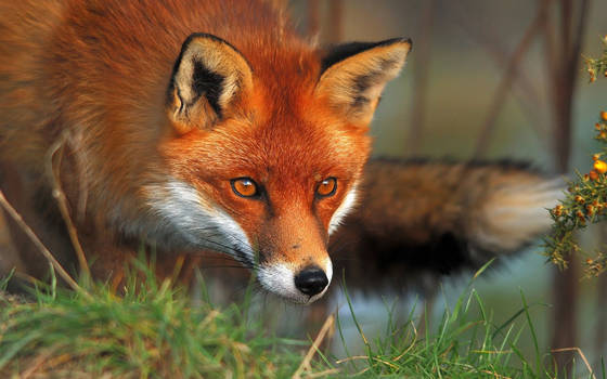 Red-fox2