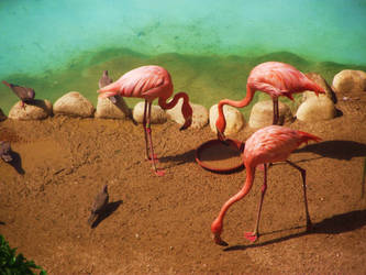 Flamingos