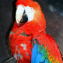 Scarlet Macaw