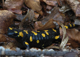 salamandra 1