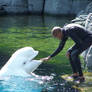 beluga whale