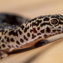 Leopard Gecko 2