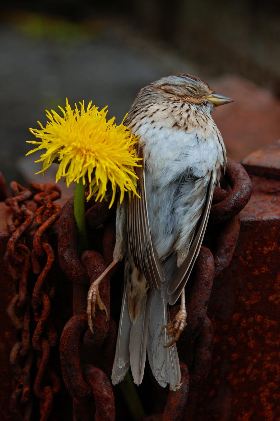 Dandelion with Sparrow