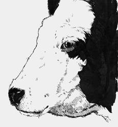 Cow - Pen and Ink Drawing