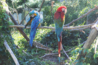 parrots