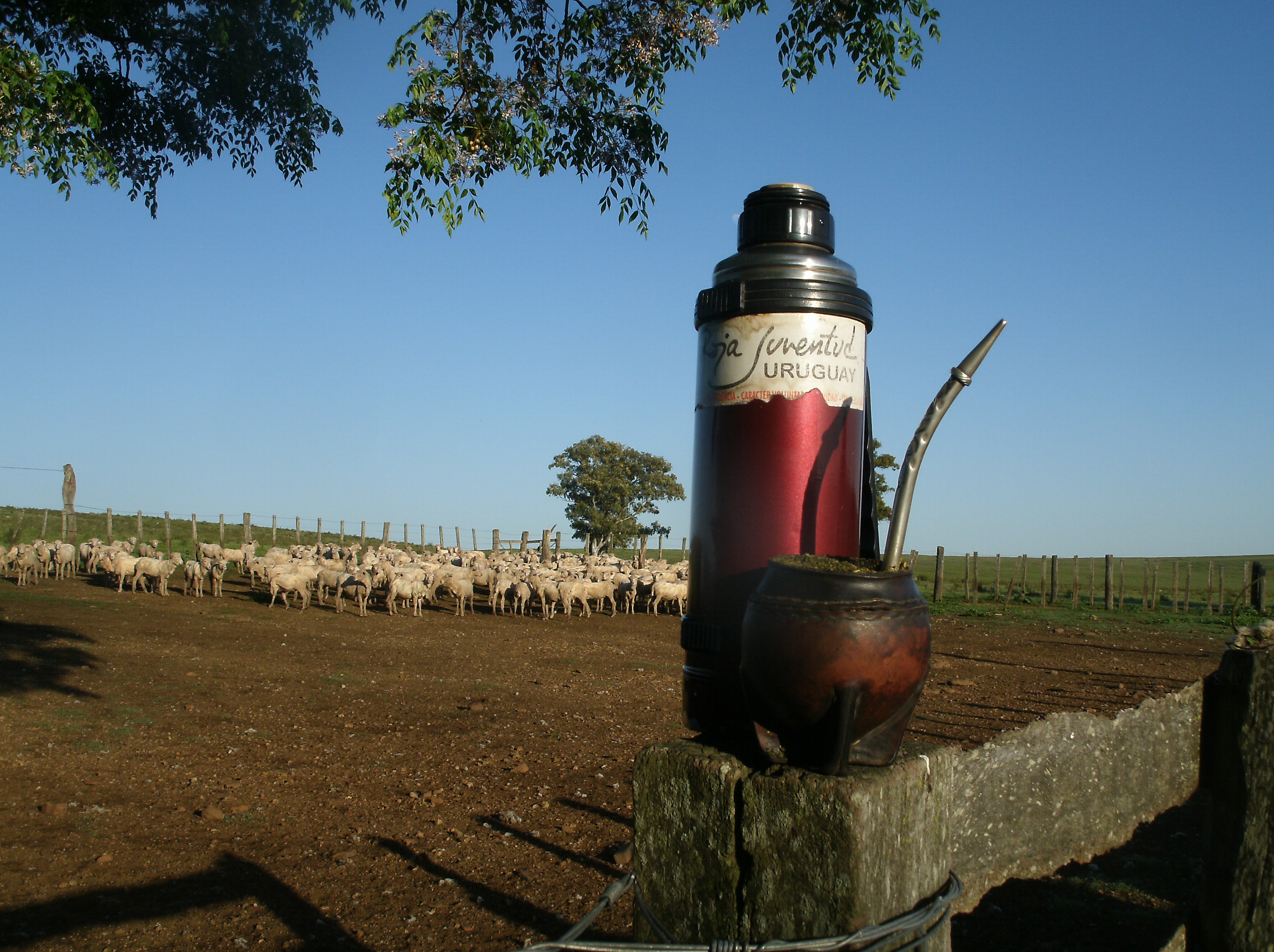 Uruguay Mate Campo Corral Ovejas