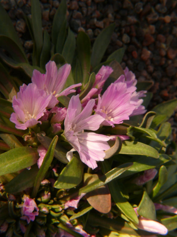 Pink flower