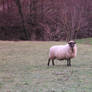 Sheep in field stock