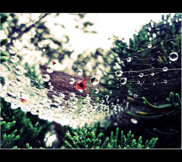 Water Web