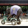 Elephant Rider