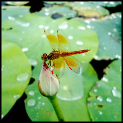 Dragonfly on Little Lotus