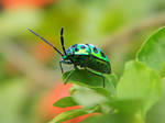 Green Bug by WillTC