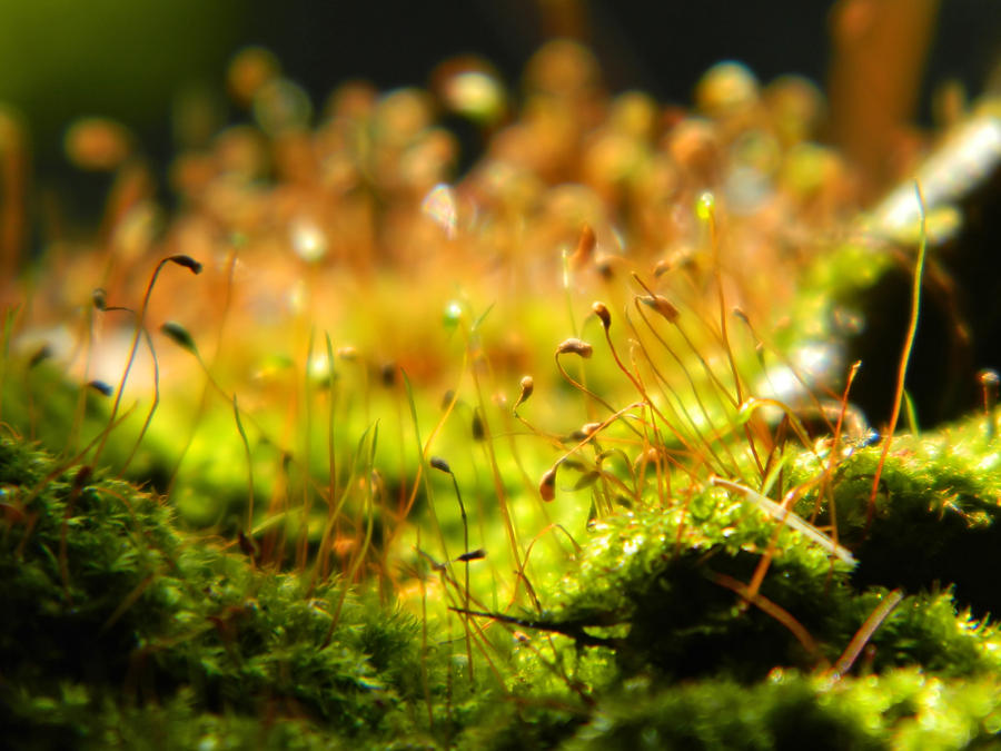 Little World by WillTC Little World by WillTC