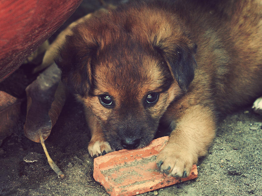 My Brick by WillTC My Brick by WillTC