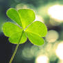 Shining Clover