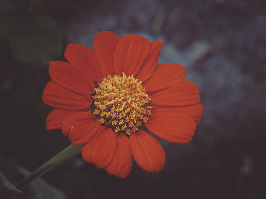 Delicate by WillTC Delicate by WillTC