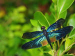 Rainbow Dragonfly by WillTC