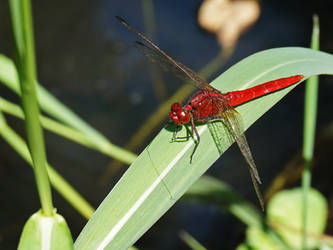 Scarlet Dragonfly