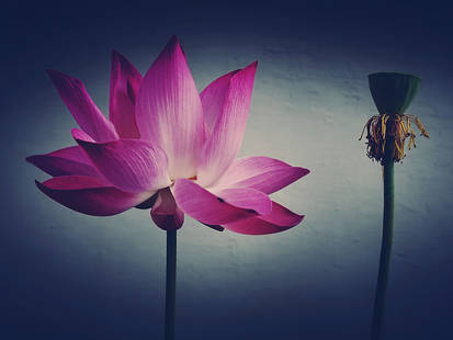 Lotus Touch