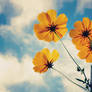 Yellow is a Must