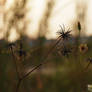 Spiky Friends